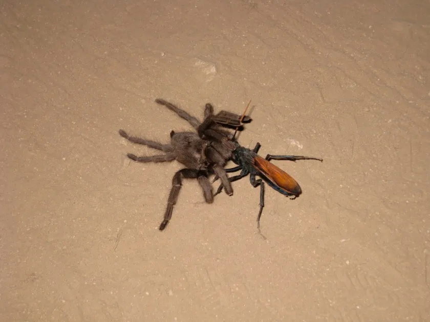 15126 tarantula pedipalps