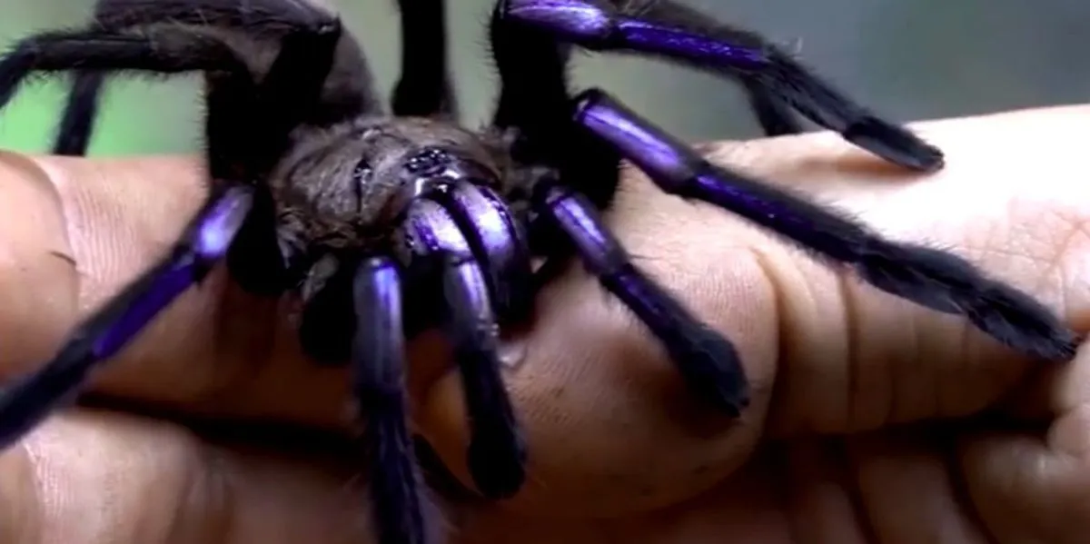 15127 goliath birdeater