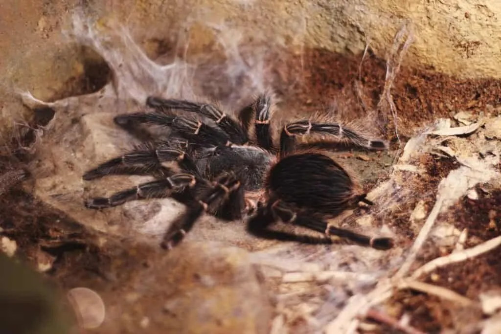 15127 mexican redknee