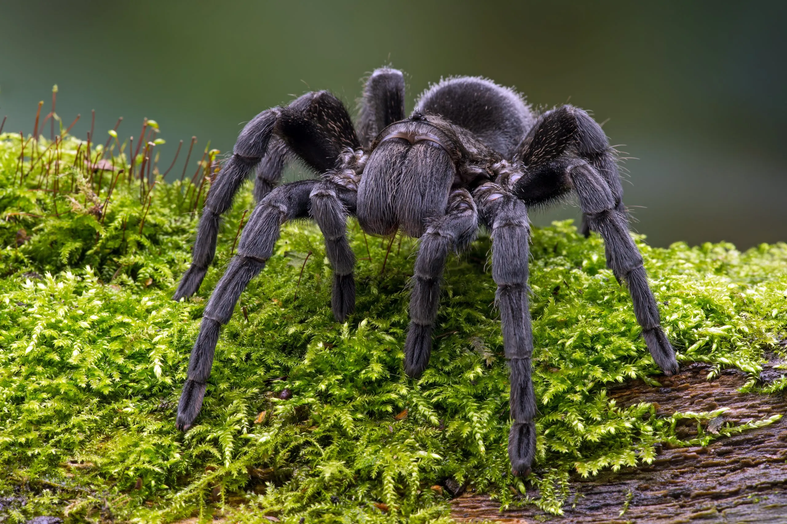 15127 pinktoe tarantula