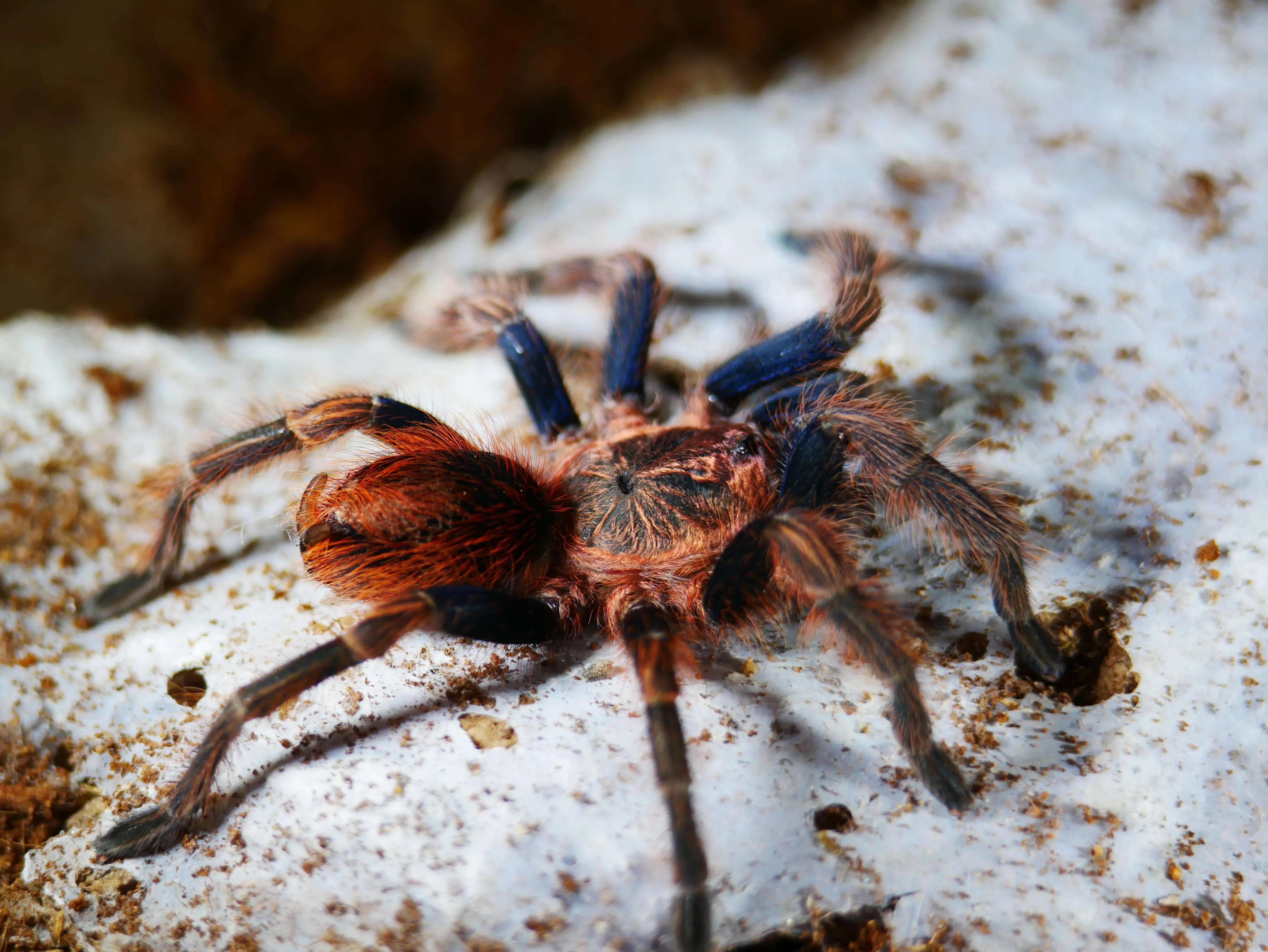 /img/15127-tarantula-feeding.webp