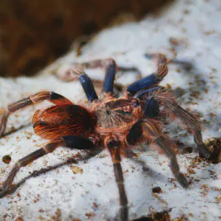 /img/15127-tarantula-feeding.webp