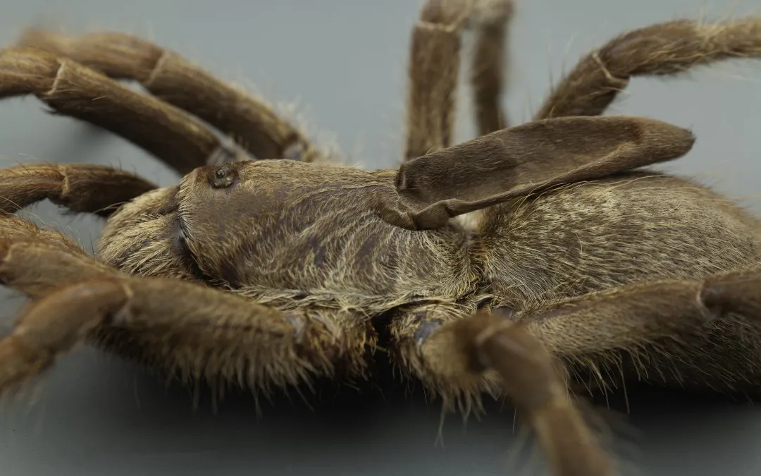 15127 tarantula habitat